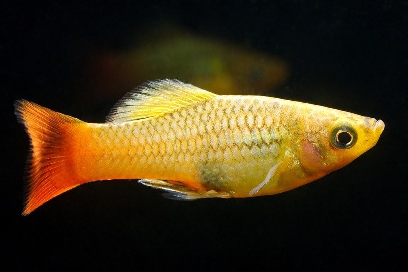 variegated platy_Dan Olsen_shutterstock