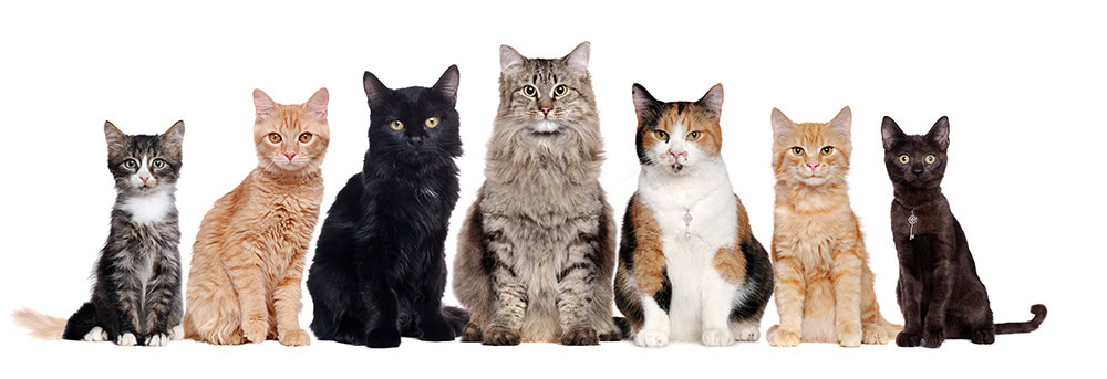 variety of cat colors