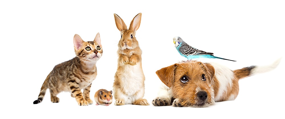 variety of small pets