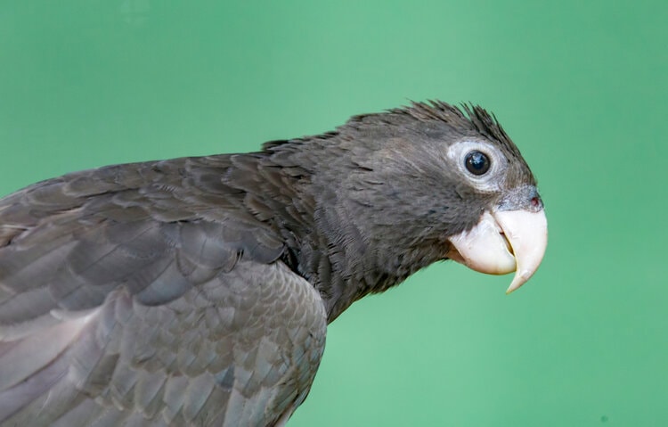 vasa-parrot
