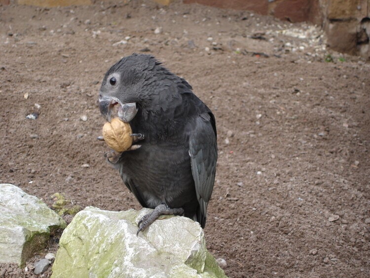 vasa parrot