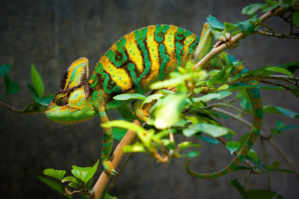 Veiled chameleon on a branch