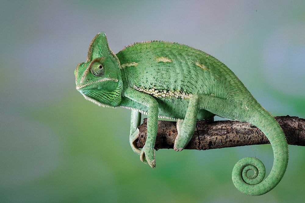 Veiled Chameleon on the branch