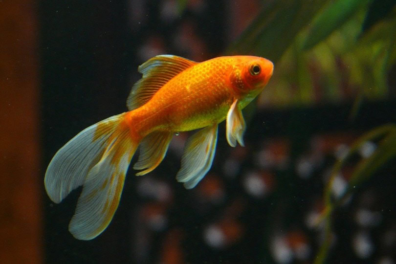 veiltail goldfish