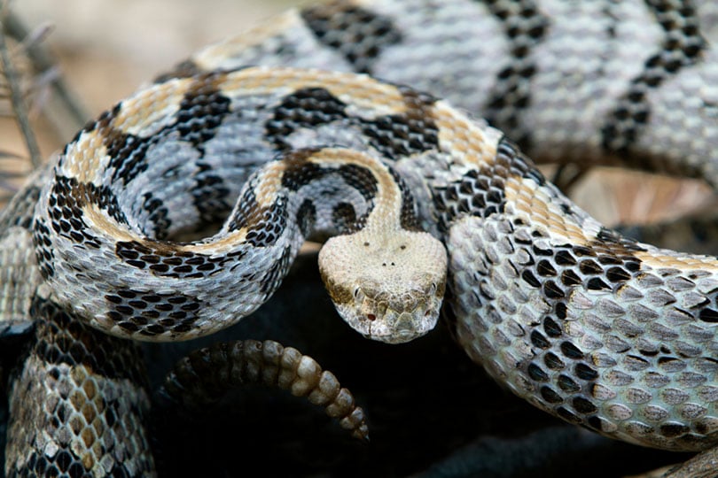 venomous timber rattlesnake coiled to strike