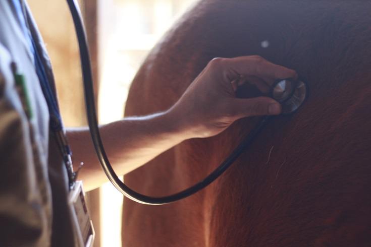 vet and horse_Shutterstock_lgctr