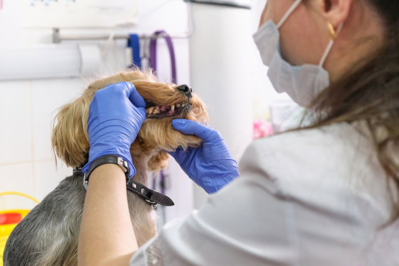 vet checking dog teeth