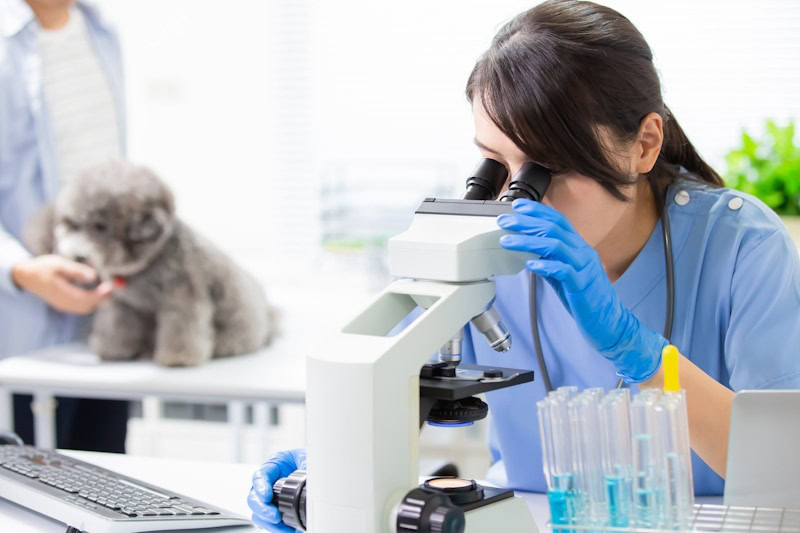 vet checks dog sample in microscope