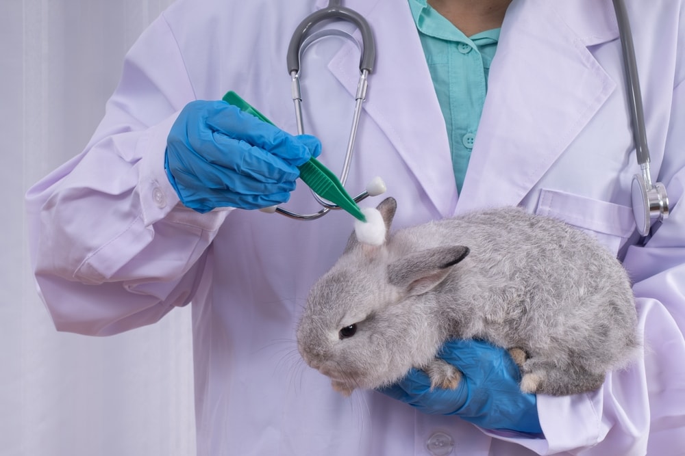 vet cleaning a rabbit's ear with a cotton ball