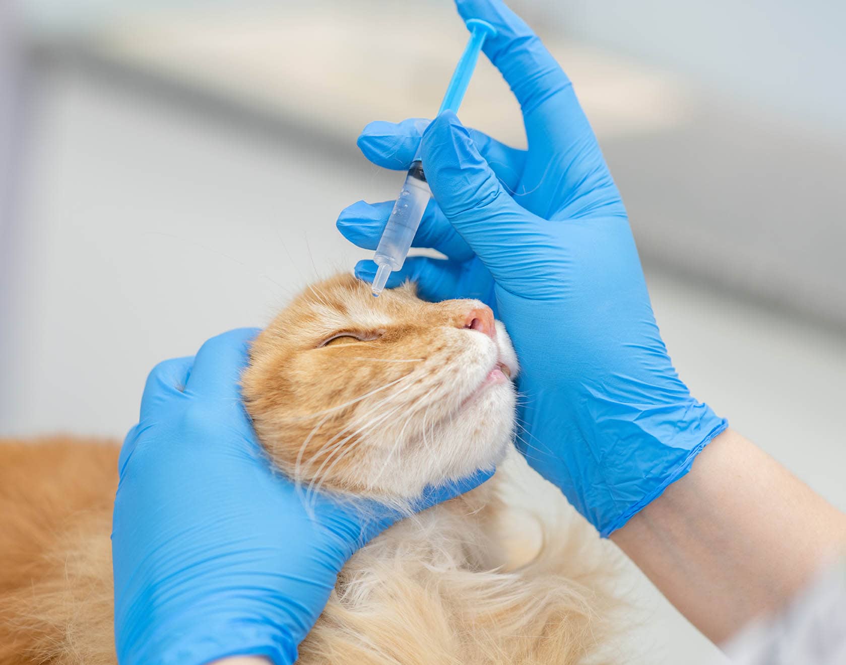 Vet dripping drops in cat's eye with gloves