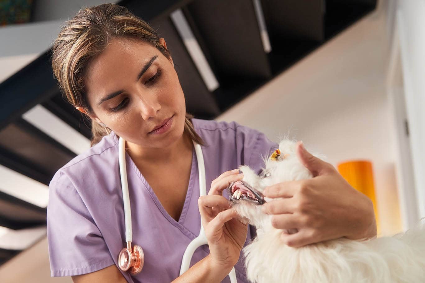 vet examining dog's gums