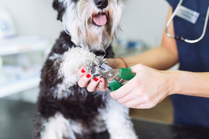 vet trimming miniature schnauzer dog's nails