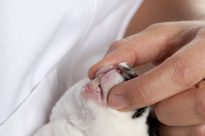 vet examines rabbit teeth, rabbit teeth trimming
