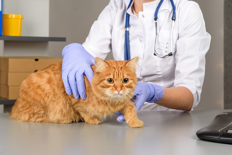 veterinarian examines the cat