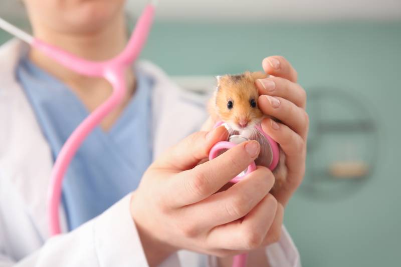 veterinarian examining the hamster in the clinic