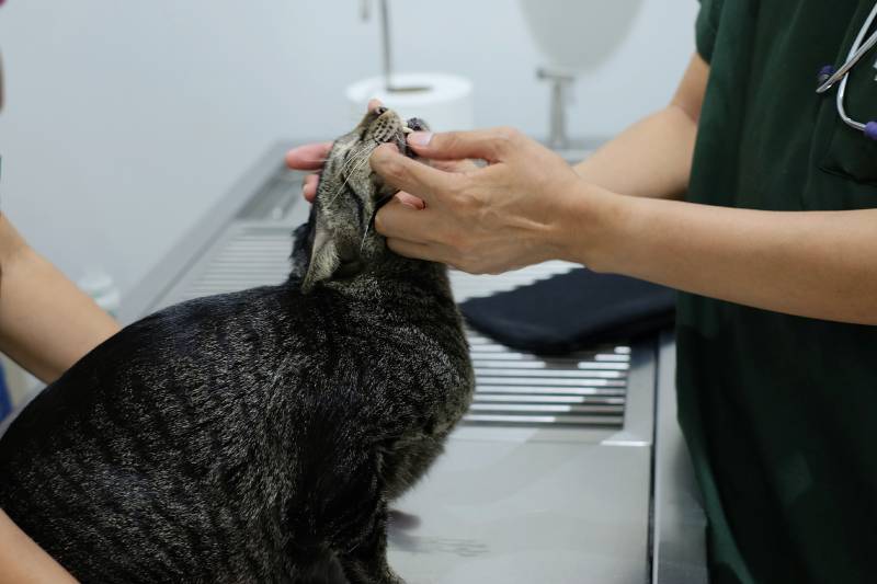 veterinarian giving a brown tabby cat oral health checks