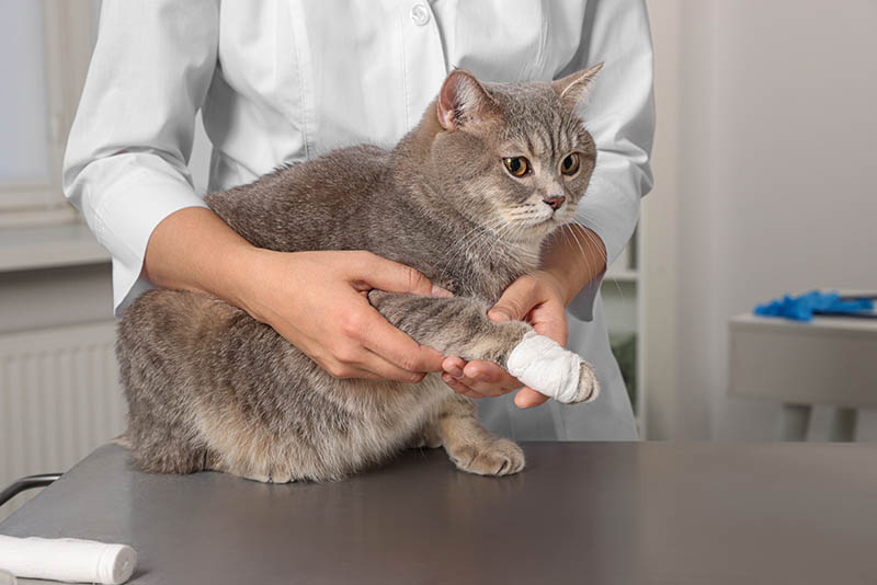 veterinarian holding a cat with bandage on paw