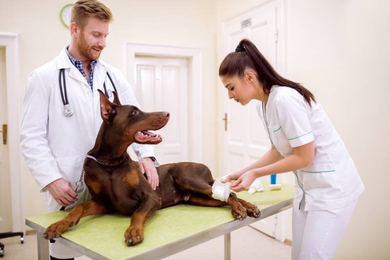 veterinarian put bandage to dog with leg injury