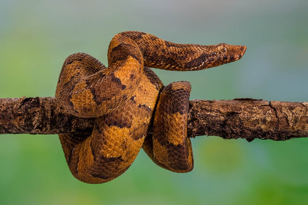 viper boa perched on branch
