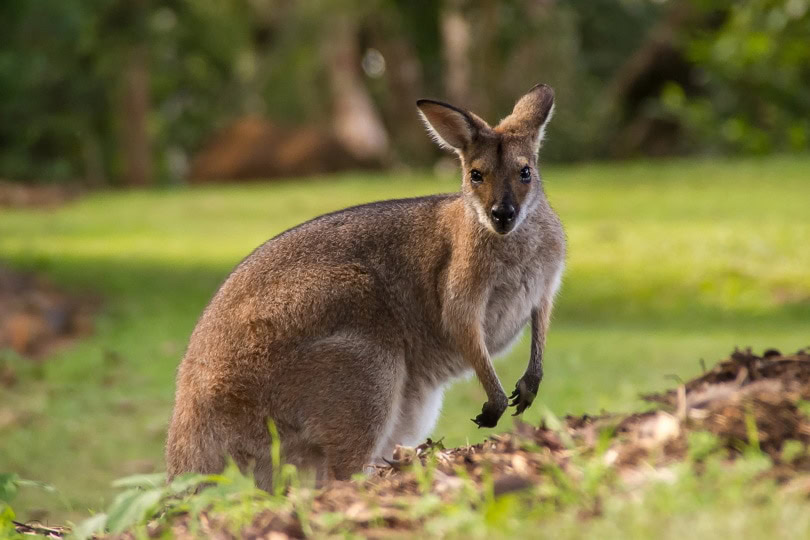 wallaby
