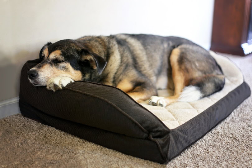 sick dog_Christin Lola_Shuuterstock