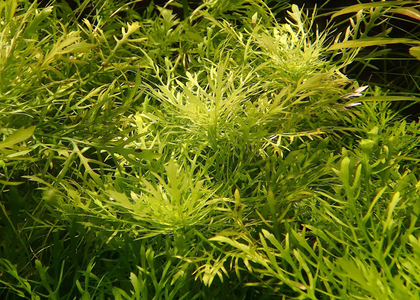 water wisteria or Hygrophila difformis