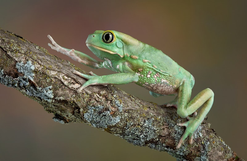 waxy monkey frog