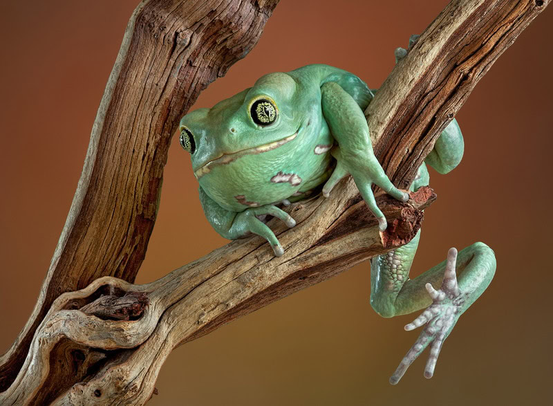 waxy monkey tree frog