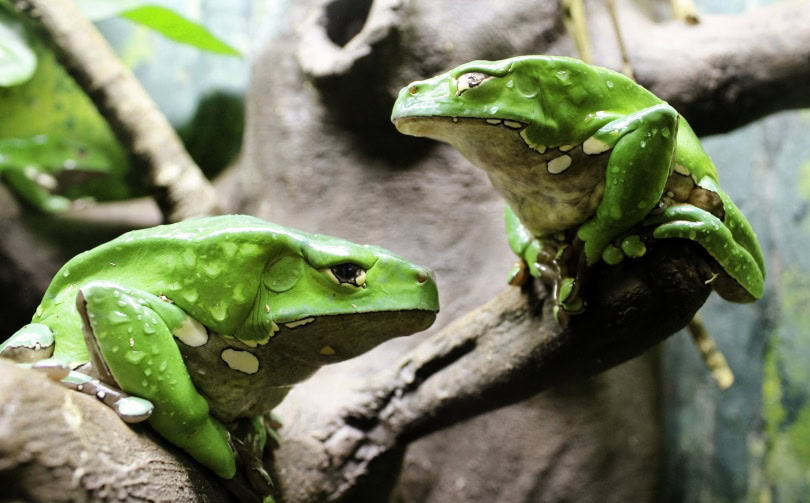 waxy monkey tree frog