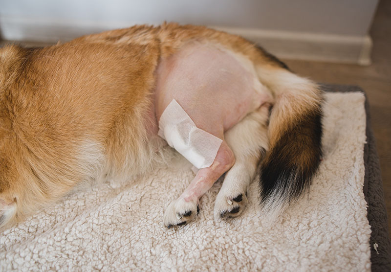 welsh corgi pembroke dog after a surgery