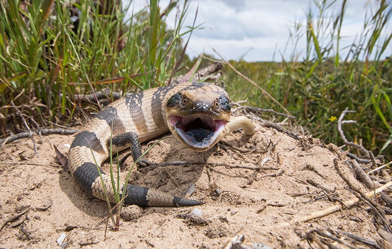 Western Blue-tongued Skink