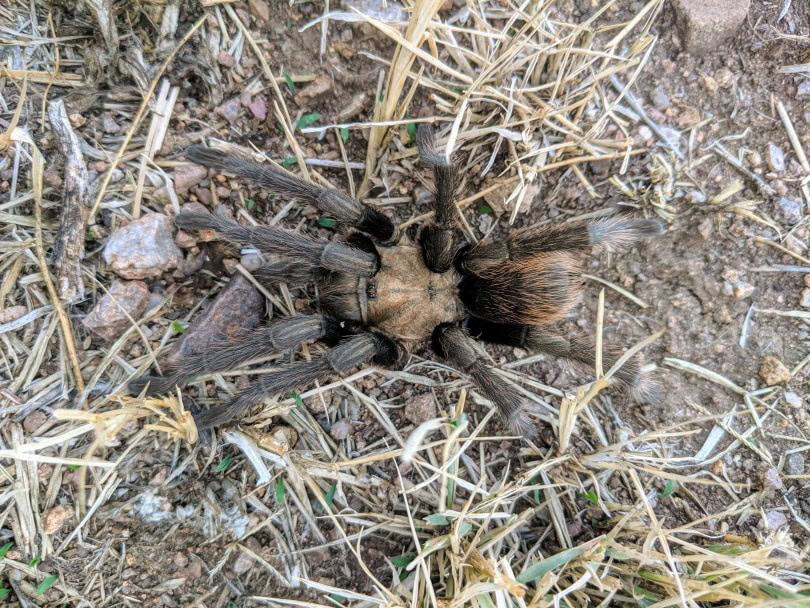 western desert tarantula_LeeMarUSA_Shutterstock