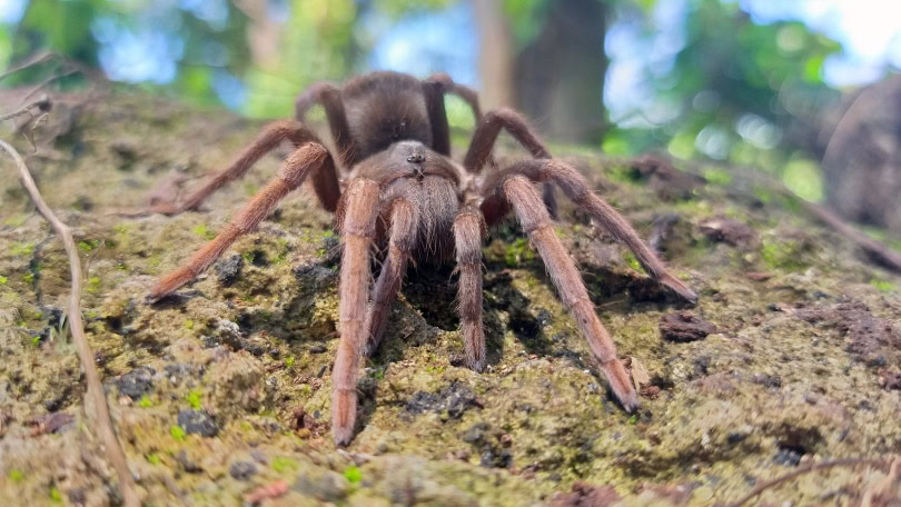western desert tarantula_jfwave_Pixabay