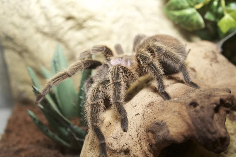 western desert tarantula_melly17_Pixabay