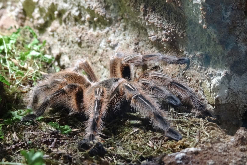 western desert tarantula_nacht57_Pixabay