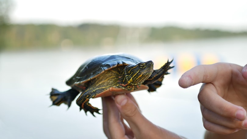 western painted turtle