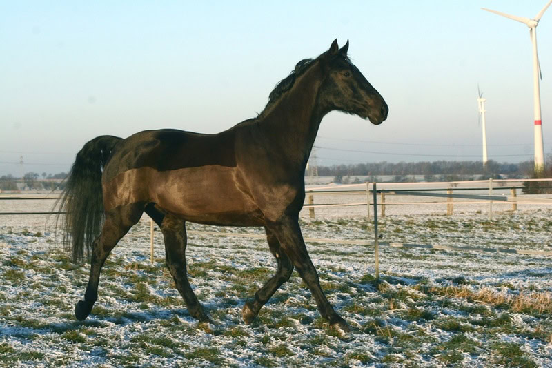westphalian horse walking