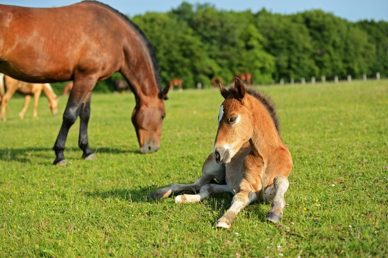 westphalian horse with foal
