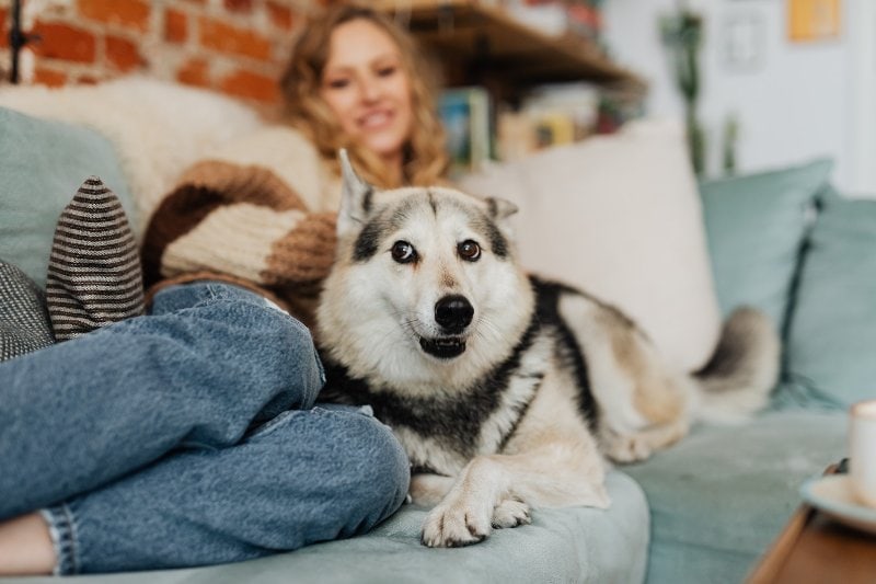 white and black dog lying on the sofa with a woman
