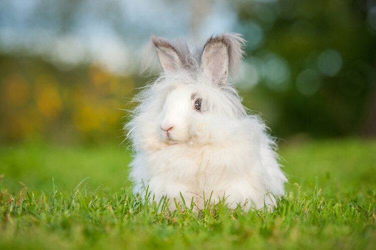 white angora rabbit