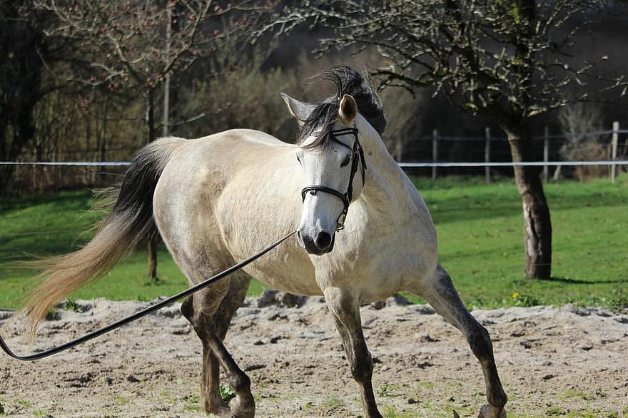 white arabian horse