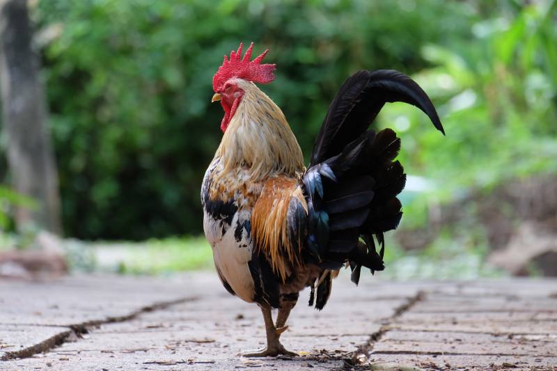 white black and organe bantam