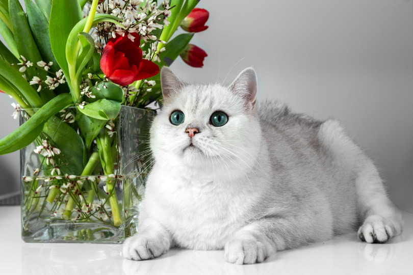 white british cat lying