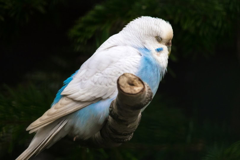 white budgie sleeping
