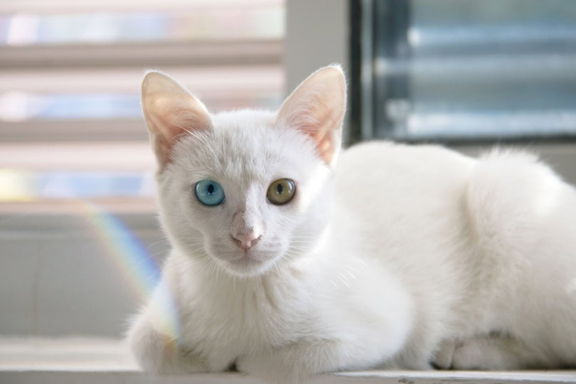 white cat lying