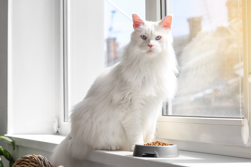 white cat near food bowl