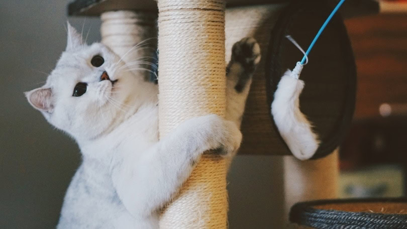 white cat on scratching post