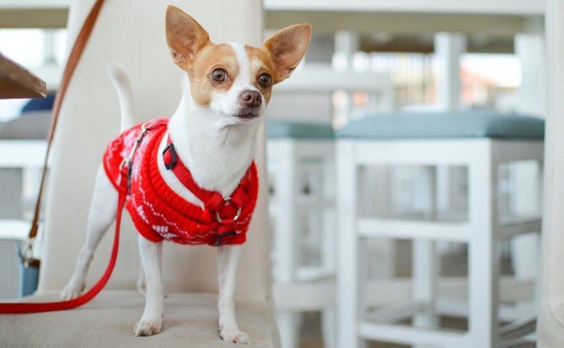 white chihuahua_Tamara Bellis, Unsplash