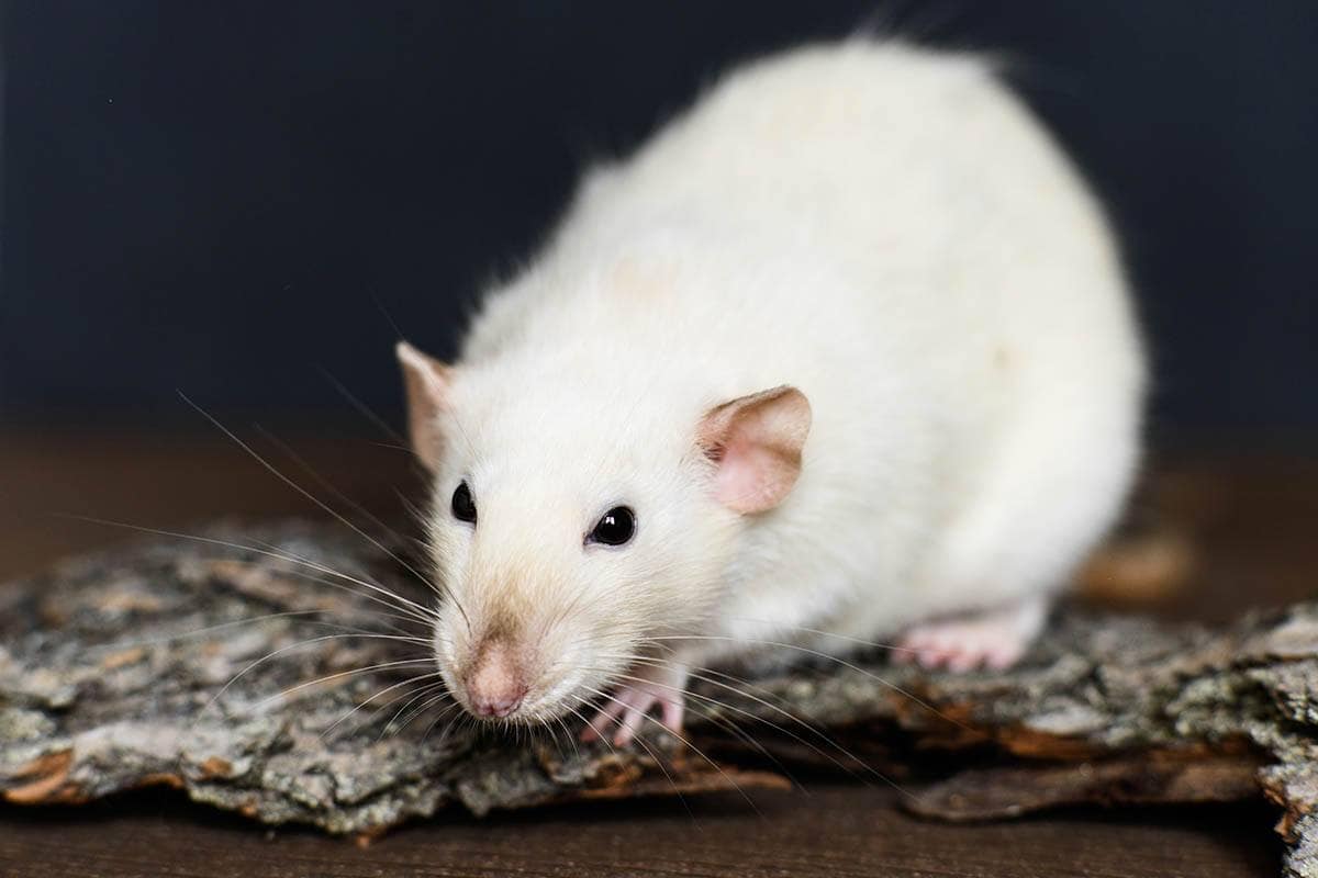 white fancy rat