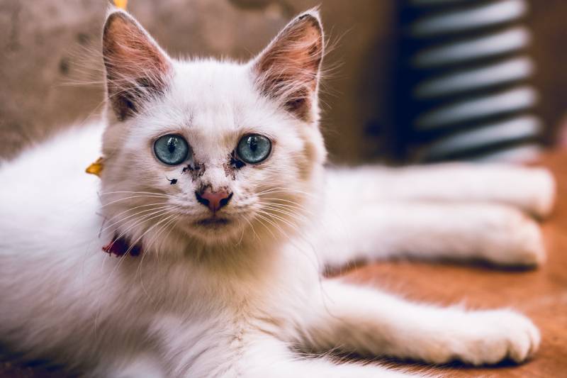 white fluffy stray kitten with black gunk around it's eyes and nose